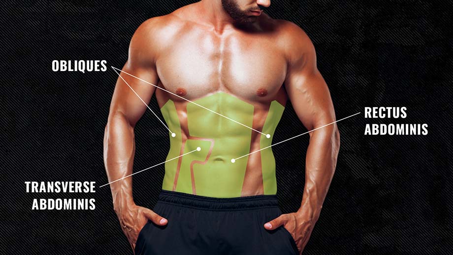 Abdominal muscle anatomy diagram